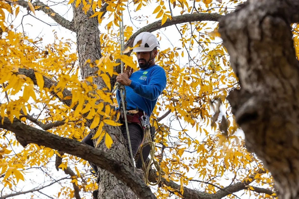 Skilled Tree Trimming crew working in Venice