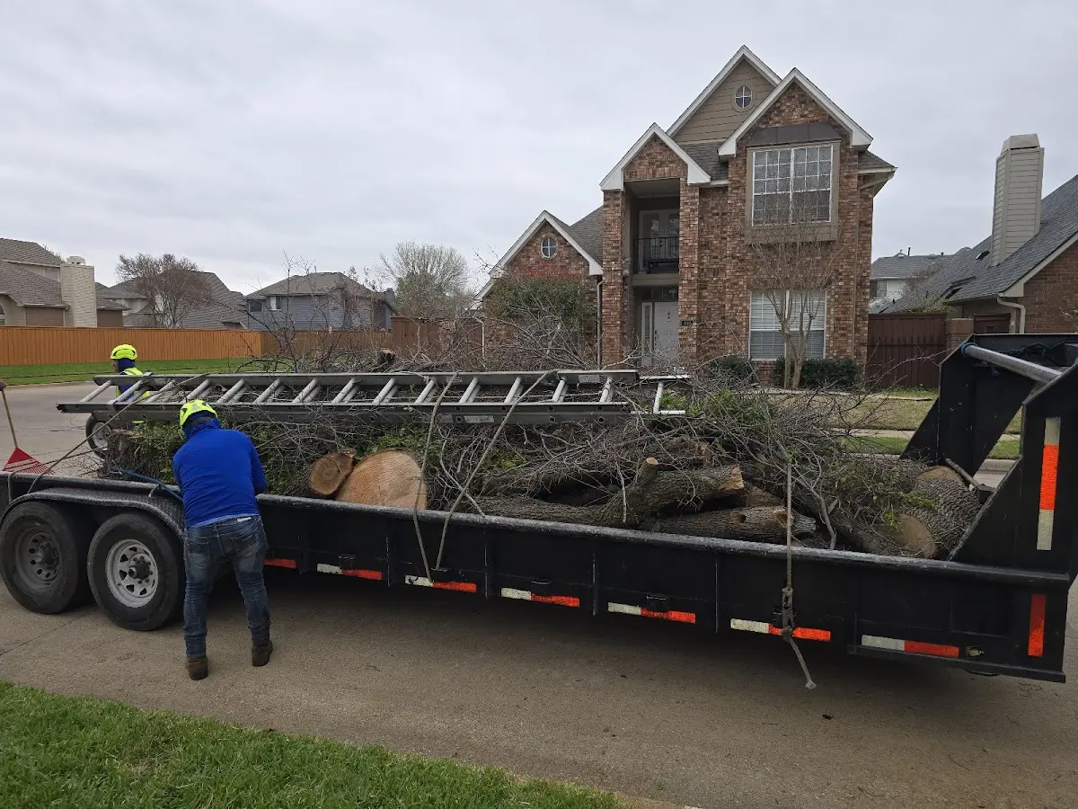 Expert Tree Fertilization with proper safety equipment in Venice